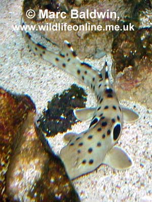 Juvenile Epaulette Shark 
� Mark Baldwin, www.wildlifeonline.me.uk
