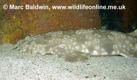Spotted Wobbegong, 
� Mark Baldwin, Wildlife Online