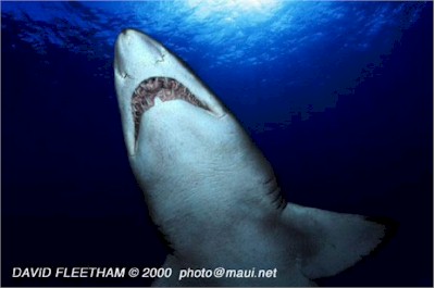 Sandtiger Shark (Carcharias taurus)
� David Fleetham david@davidfleetham.com