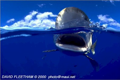 Oceanic Whitetip (Carcharhinus longimanus)
� David Fleetham david@davidfleetham.com