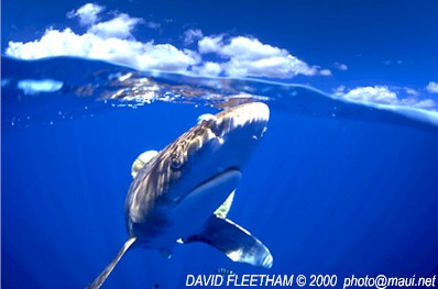 Oceanic Whitetip (Carcharhinus longimanus)
� David Fleetham david@davidfleetham.com