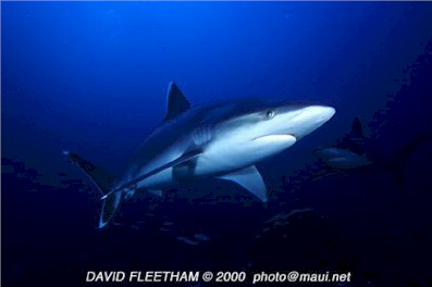 Silvertip Shark (Carcharhinus albimarginatus)
� David Fleetham  david@davidfleetham.com