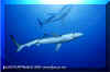 Blue Shark (Prionace glauca)
� David Fleetham david@davidfleetham.com