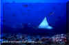 Spotted Eagle Ray (Aetobatus narinari)
� David Fleetham david@davidfleetham.com