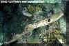 Epaulette Shark (Hemiscyllium ocellatum)
� David Fleetham david@davidfleetham.com
