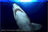 Sandtiger Shark (Carcharias taurus)
� David Fleetham david@davidfleetham.com
