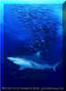Grey Reef Shark (Carcharhinus amblyrhynchos)
� David Fleetham david@davidfleetham.com