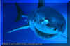 White Shark (Carchodon carcharias) � David Fleetham david@davidfleetham.com