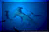 Scalloped Hammerheads (Sphyrna lewini)
� David Fleetham david@davidfleetham.com