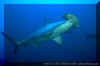 Scalloped Hammerhead (Sphyrna lewini)
� David Fleetham david@davidfleetham.com