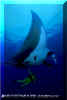 Manta Ray (Manta birostris)
� David Fleetham david@davidfleetham.com