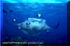 Manta Ray (Manta birostris)
� David Fleetham david@davidfleetham.com
