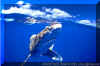 Oceanic Whitetip (Carcharhinus longimanus)
� David Fleetham david@davidfleetham.com