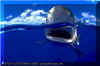 Oceanic Whitetip (Carcharhinus longimanus)
� David Fleetham david@davidfleetham.com