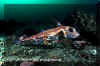 Spotted Ratfish (Hydrolagus colliei)
� David Fleetham david@davidfleetham.com
