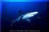 Silvertip Shark (Carcharhinus albimarginatus)
� David Fleetham  david@davidfleetham.com