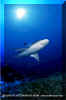 Silvertip Shark (Carcharhinus albimarginatus)
� David Fleetham  david@davidfleetham.com