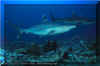 Silvertip Shark (Carcharhinus albimarginatus)
� David Fleetham  david@davidfleetham.com