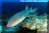 Tawny Nurse Sharks (Nebrius ferrugineus)
� David Fleetham david@davidfleetham.com