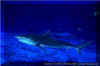 Tiger Shark (Galeocerdo cuvier)
� David Fleetham david@davidfleetham.com