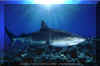 Tiger Shark (Galeocerdo cuvier)
� David Fleetham david@davidfleetham.com