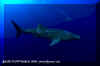 Whale Shark (Rhincodon typus)
� David Fleetham david@davidfleetham.com