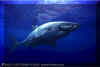 White Shark (Carchodon carcharias) � David Fleetham david@davidfleetham.com