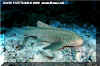 Zebra Shark (Stegostoma varium)
� David Fleetham david@davidfleetham.com