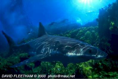 White Shark (Carcharodon carcharias)
� David Fleetham david@davidfleetham.com