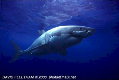 White Shark (Carcharodon carcharias)
© David Fleetham david@davidfleetham.com