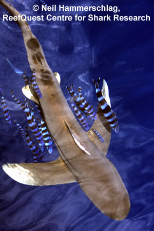 Oceanic Whitetip 
� Neil Hammerschlag, ReefQuest 
Centre for Shark Research
