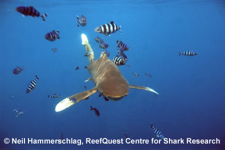 Oceanic Whitetip 
� Neil Hammerschlag, ReefQuest 
Centre for Shark Research
