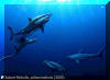 Cretaceous Jaws,
� Robert Nicholls, 
www.paleocreations.com