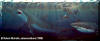 Devourer of Giants
� Robert Nicholls, 
www.paleocreations.com
