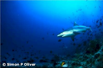 Grey Reef Shark
(Carcharhinus amblyrhynchos)
�Simon P. Oliver