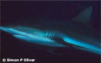 Grey Reef Shark
(Carcharhinus amblyrhynchos)
©Simon P. Oliver