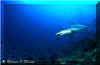 Grey Reef Shark (Carcharhinus amblyrhynchos)
� Simon Oliver