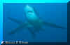 Thresher (Alopias pelagicus)
� Simon Oliver