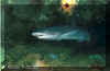 Whitetip Reef Shark (Triaenodon obesus)
� Simon Oliver