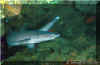 Whitetip Reef Shark (Triaenodon obesus)
� Simon Oliver