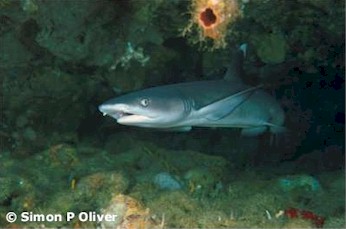 Whitetip Reef Shark
(Triaenodon obesus)
©Simon P. Oliver