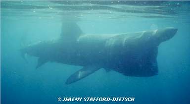 Basking Shark © Jeremy Stafford-Deitsch
