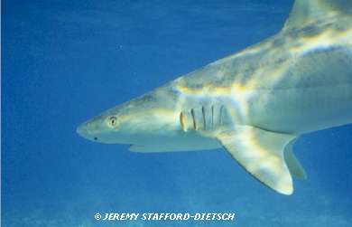 Blacknose Shark (Carcharhinus acronotus)
� Jeremy Stafford-Deitsch