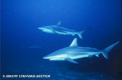 Blacktip Shark (Carcharhinus limbatus)
� Jeremy Stafford-Deitsch