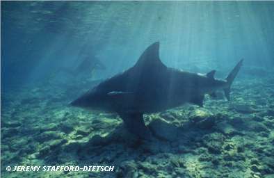 Bull Shark (Carcharhinus leucas)
� Jeremy Stafford-Deitsch