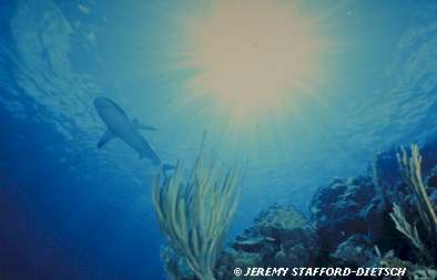 Caribbean Reef Shark (Carcharhinus perezi)
© Jeremy Stafford-Deitsch