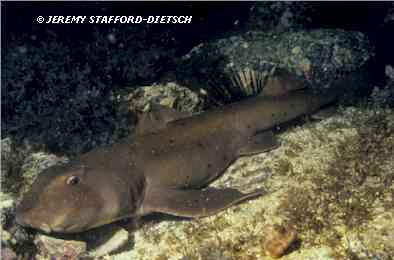 Horn Shark (Heterodontus francisci)
� Jeremy Stafford-Deitsch