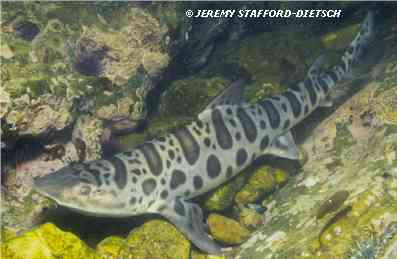 Leopard Shark (Triakis semifasciata)
� Jeremy Stafford-Deitsch