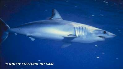 Shortfin Mako(Isurus oxyrhinchus)
� Jeremy Stafford-Deitsch