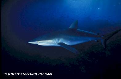 Silky Shark (Carcharhinus falciformis)
� Jeremy Stafford-Deitsch